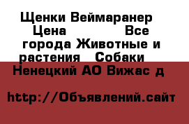 Щенки Веймаранер › Цена ­ 40 000 - Все города Животные и растения » Собаки   . Ненецкий АО,Вижас д.